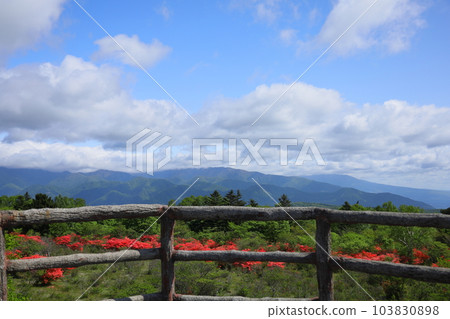 栃木縣矢板市八方原Omamadai/杜鵑花群落 103830898