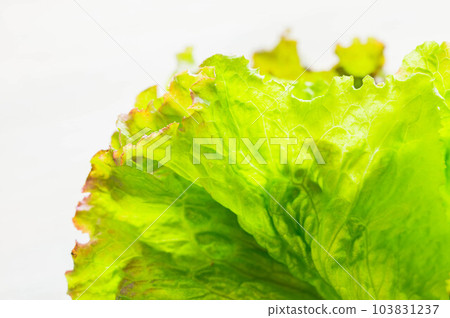 sunny lettuce sunny lettuce 103831237