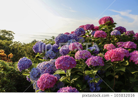 在大海和藍天中綻放的繡球花 103832016