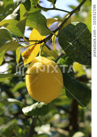 Setonai lemon Setonai lemon 103832596
