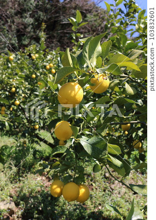 Setonai lemon Setonai lemon 103832601