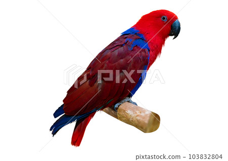 Eclectus roratus Red parakeet perching on branch on white background isolate Eclectus roratus Red parakeet perching on branch on white background isolate 103832804