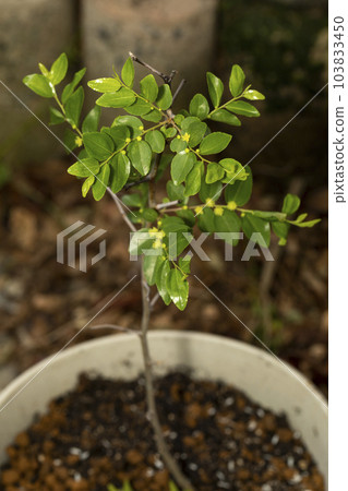 Jujube sapling Jujube sapling 103833450