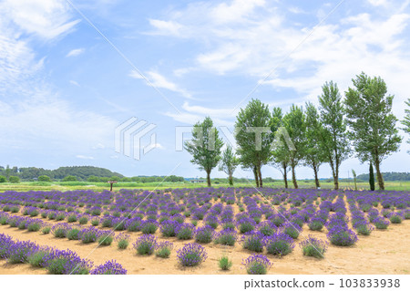 千葉縣佐倉市櫻花薰衣草樂園 103833938