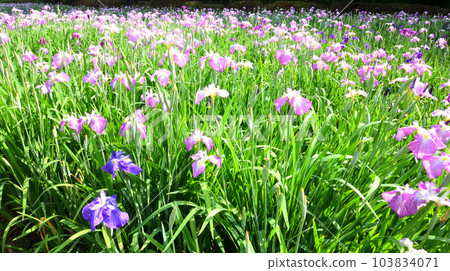 Japanese iris, Japanese iris Japanese iris, Japanese iris 103834071