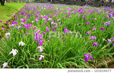 Japanese iris, Japanese iris 103834077