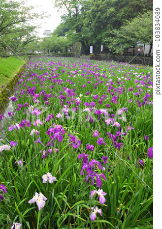 Japanese iris, Japanese iris Japanese iris, Japanese iris 103834089