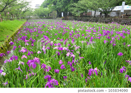Japanese iris, Japanese iris Japanese iris, Japanese iris 103834090