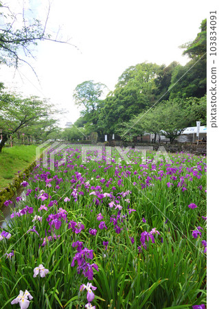 Japanese iris, Japanese iris 103834091