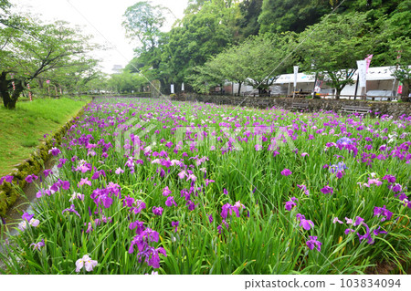 Japanese iris, Japanese iris 103834094