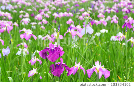 Japanese iris, Japanese iris Japanese iris, Japanese iris 103834101