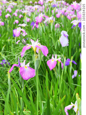 日本鳶尾,日本鳶尾 日本鳶尾,日本鳶尾 103834105