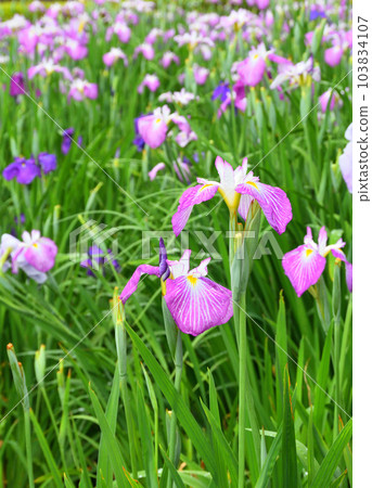 Japanese iris, Japanese iris Japanese iris, Japanese iris 103834107