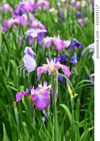 Japanese iris, Japanese iris Japanese iris, Japanese iris 103834117