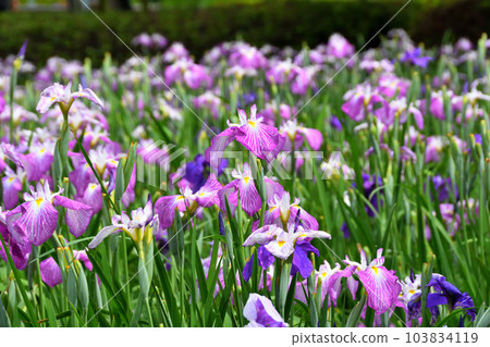 Japanese iris, Japanese iris Japanese iris, Japanese iris 103834119