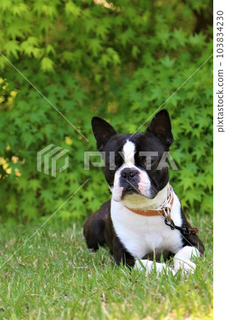 Mighty the Boston Terrier crouching down in front of the fresh greenery and staring cutely♡ Mighty the Boston Terrier crouching down in front of the fresh greenery and staring cutely♡ 103834230