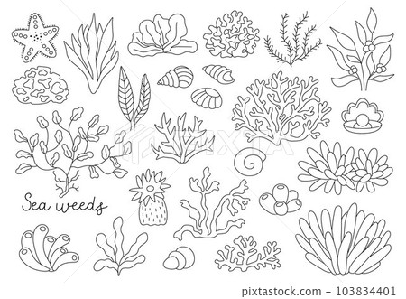 Vector black and white seaweeds set. Sea or ocean plants line collection. Contour corals, actinia, luminaria, star, phyllophora, seashells and pearl clip art. Water greenery coloring page Vector black and white seaweeds set. Sea or ocean plants line collection. Contour corals, actinia, luminaria, star, phyllophora, seashells and pearl clip art. Water greenery coloring page 103834401