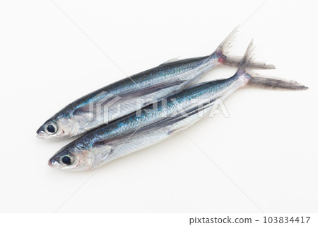飛魚 103834417