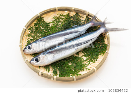 flying fish flying fish 103834422