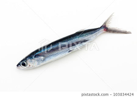 飛魚 飛魚 103834424