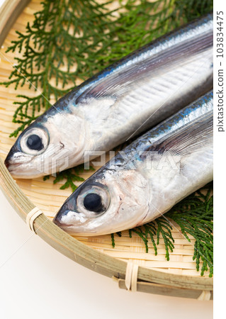 flying fish 103834475