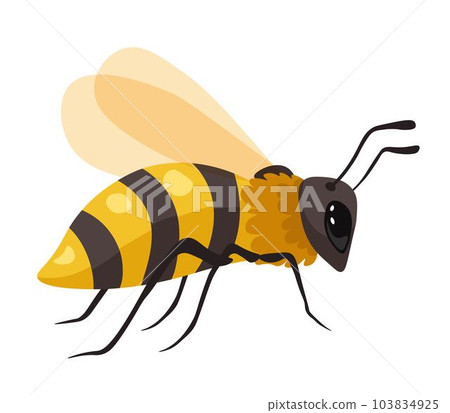 Bee social insect honeybee colony, vector icon Bee social insect honeybee colony, vector icon 103834925