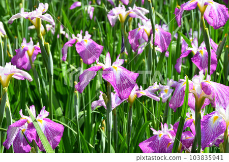 Japanese iris, Japanese iris Japanese iris, Japanese iris 103835941