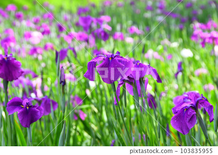 Japanese iris, Japanese iris 103835955