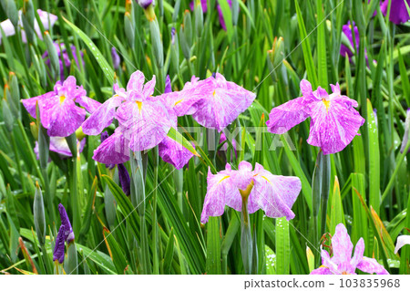 Japanese iris, Japanese iris Japanese iris, Japanese iris 103835968