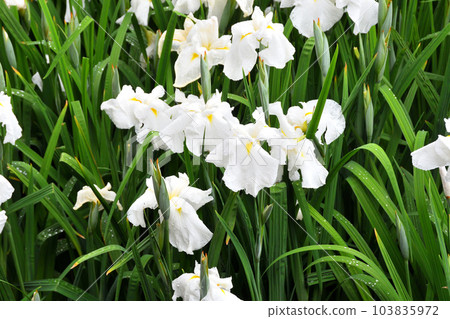 Japanese iris, Japanese iris Japanese iris, Japanese iris 103835972