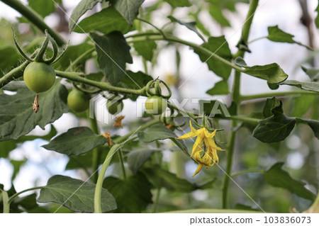 番茄綠色水果和黃色花朵 103836073