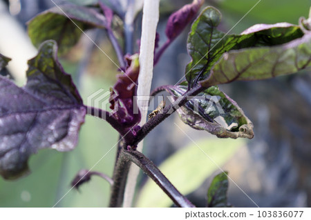eggplant and grasshopper eggplant and grasshopper 103836077