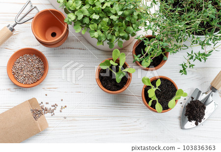 Gardening concept, planting at home 103836363