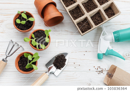 Gardening concept, planting at home Gardening concept, planting at home 103836364