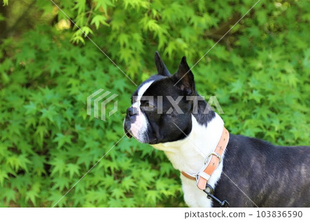 Mighty-kun, a Boston terrier, stares cutely in front of the beautiful fresh greenery of Moroyama Town General Park♡ 103836590