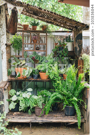 Houseplant monocot and fern plant growing in wooden shelves in garden 103836844