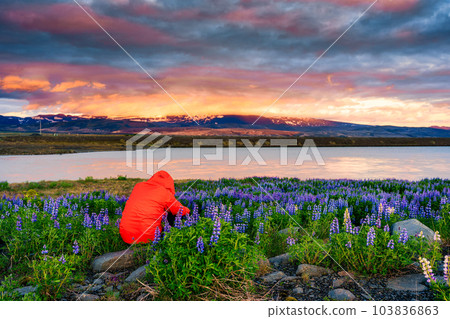 Traveler man taking a photo with lupine flower blooming and colorful sky in the evening Traveler man taking a photo with lupine flower blooming and colorful sky in the evening 103836863