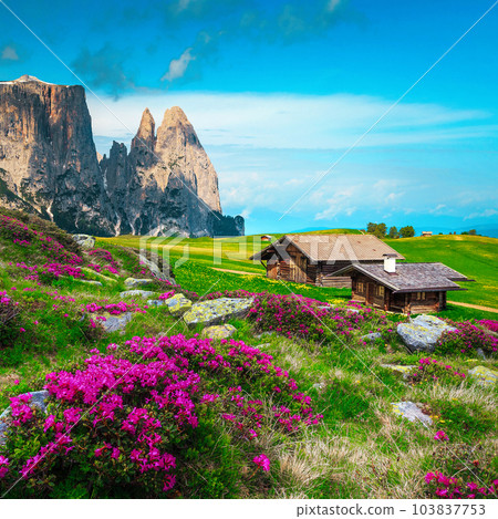 Blooming rhododendron flowers on the slopes in Dolomites, Italy 103837753