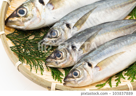 小竹莢魚和大竹莢魚 103837889