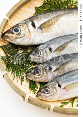 小竹莢魚和大竹莢魚 103837890