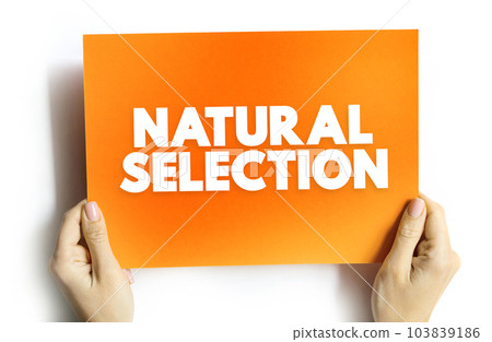 Natural Selection is the differential survival and reproduction of individuals due to differences in phenotype, text concept on card Natural Selection is the differential survival and reproduction of individuals due to differences in phenotype, text concept on card 103839186