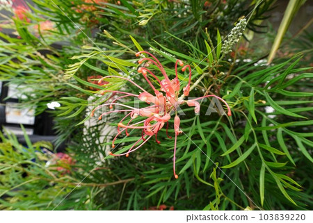 safflower tree safflower tree 103839220