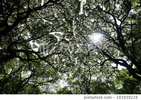forest in the sun forest in the sun 103839228