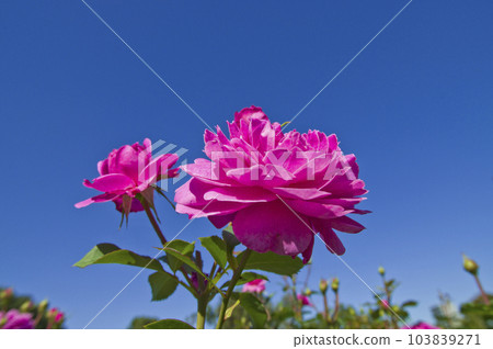 Red-purple roses are blooming in the rose garden under the blue sky. The name of this rose is Finesse. 103839271