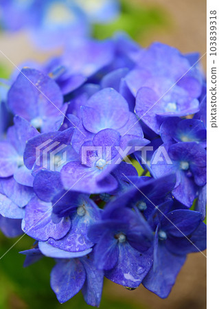 Hydrangea (blue) 103839318