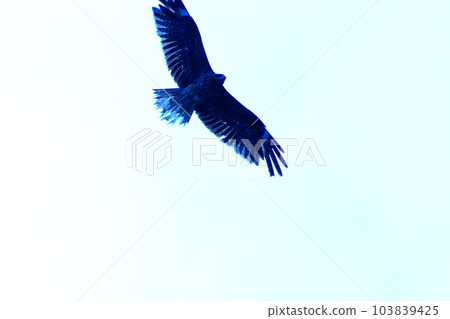 Color Sky Tonbi Animal (Registered June 2023) 103839425