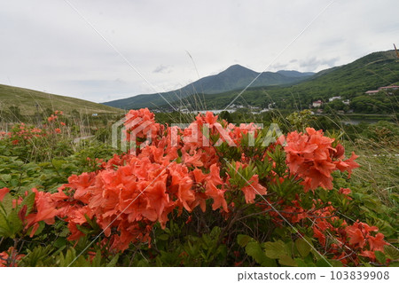 Mt. Tateshina, Lake Shirakaba and Renge Azalea Mt. Tateshina, Lake Shirakaba and Renge Azalea 103839908