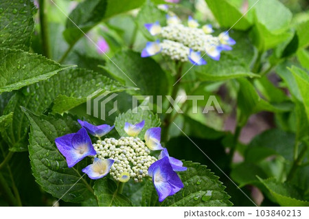 Rainy season and hydrangea flowers 103840213