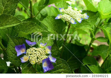 Rainy season and hydrangea flowers 103840221