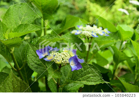 Rainy season and hydrangea flowers 103840223